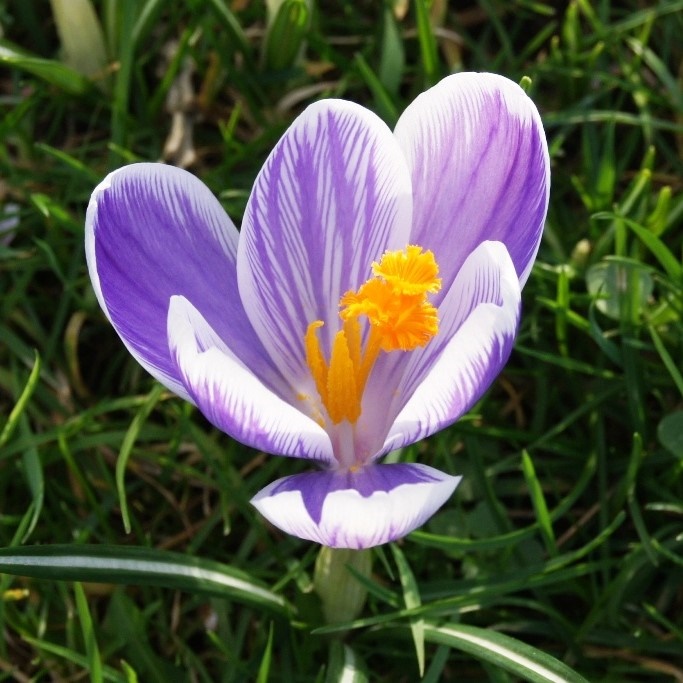 Krokus vernus King of Striped - BIO