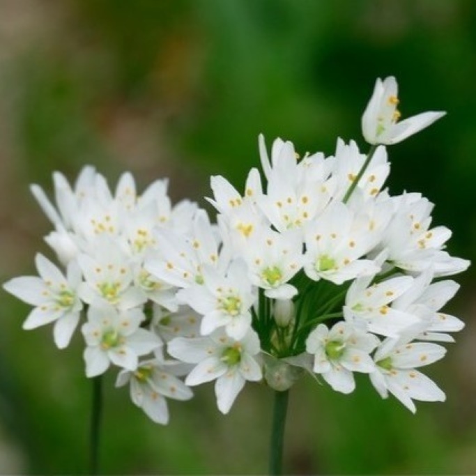 Allium Cowanii - Neapellök - BIO