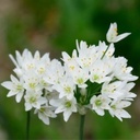 Allium Cowanii - Neapellök - BIO