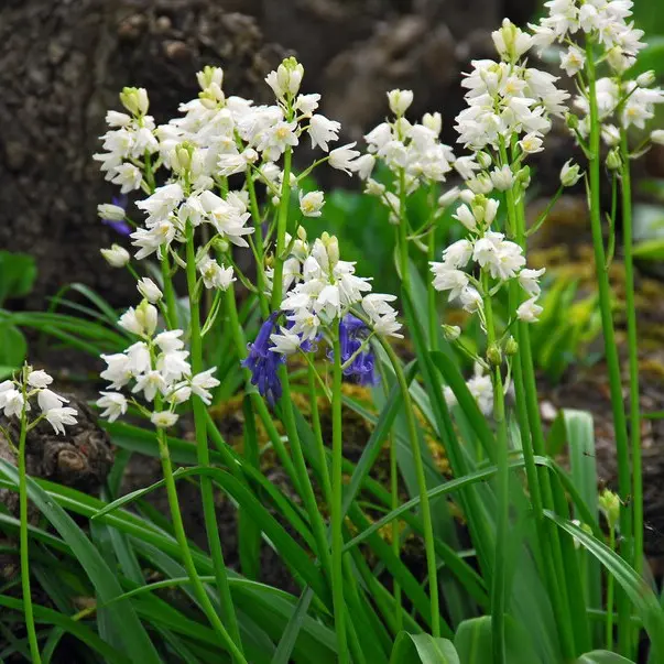 Spansk Klockhyacint - Hyacinthoïdes Hisp. Vit - BIO