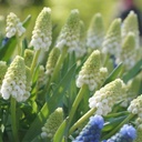 Pärlhyacint- Muscari White Magic - BIO