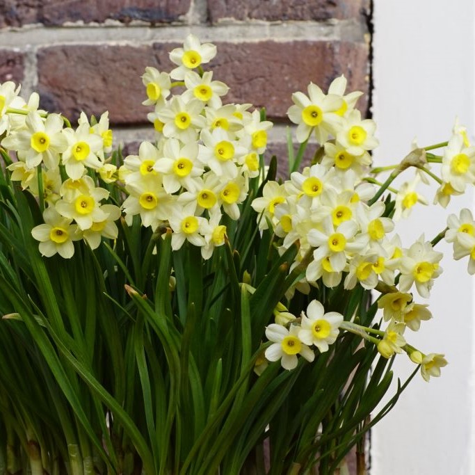 Narcissus Minnow - BIO