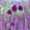 Allium Sphaerocephalon - Klotlök - BIO
