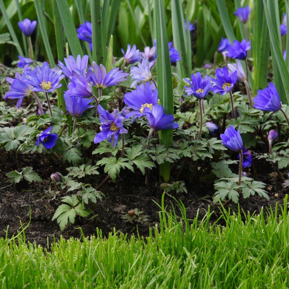 Balkansippa - Anemone Blanda - BIO