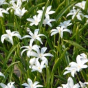 Vårstjärna - Chionodoxa Alba - BIO
