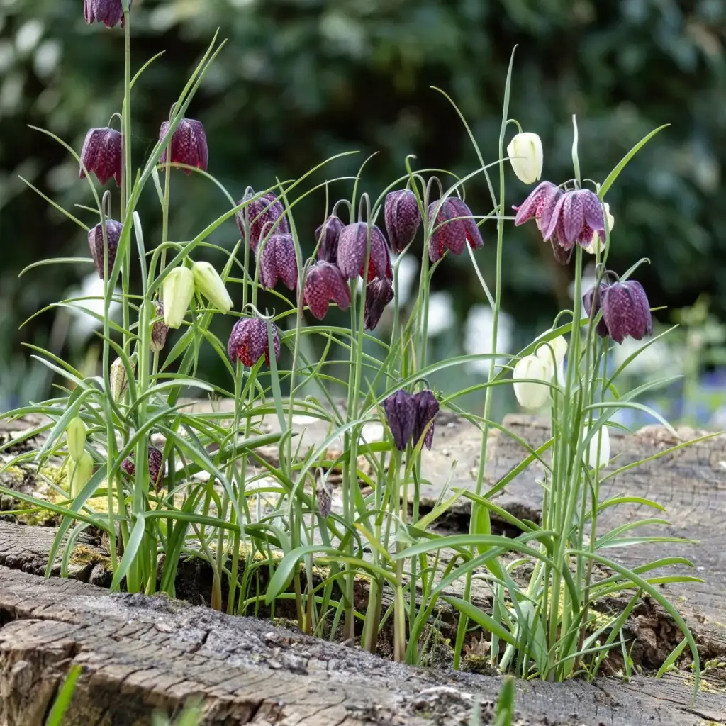 Kungsängslilja - Fritillaria Meleagris - BIO