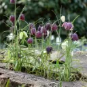 Kungsängslilja - Fritillaria Meleagris - BIO