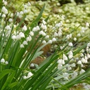 Leucojum Gravetye Giant - Zomerklokja - BIO