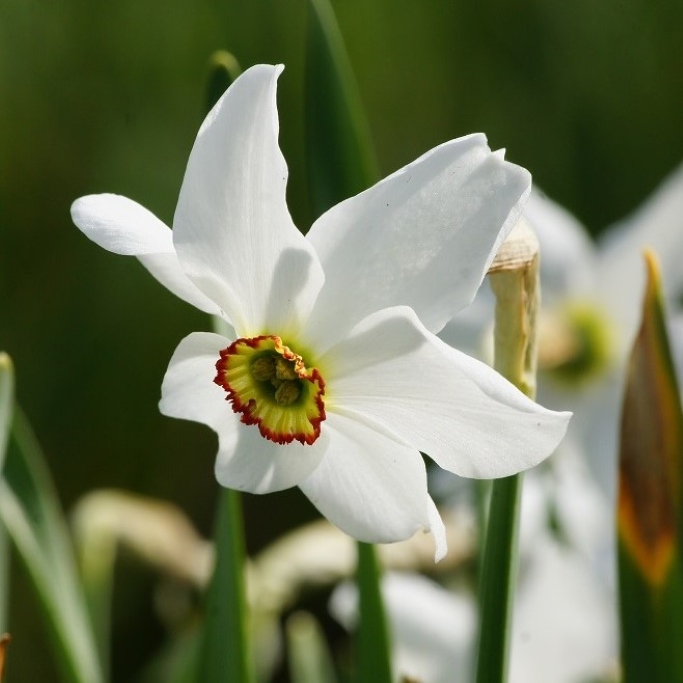 Pingstlilja - Narcissus Recurvus - BIO