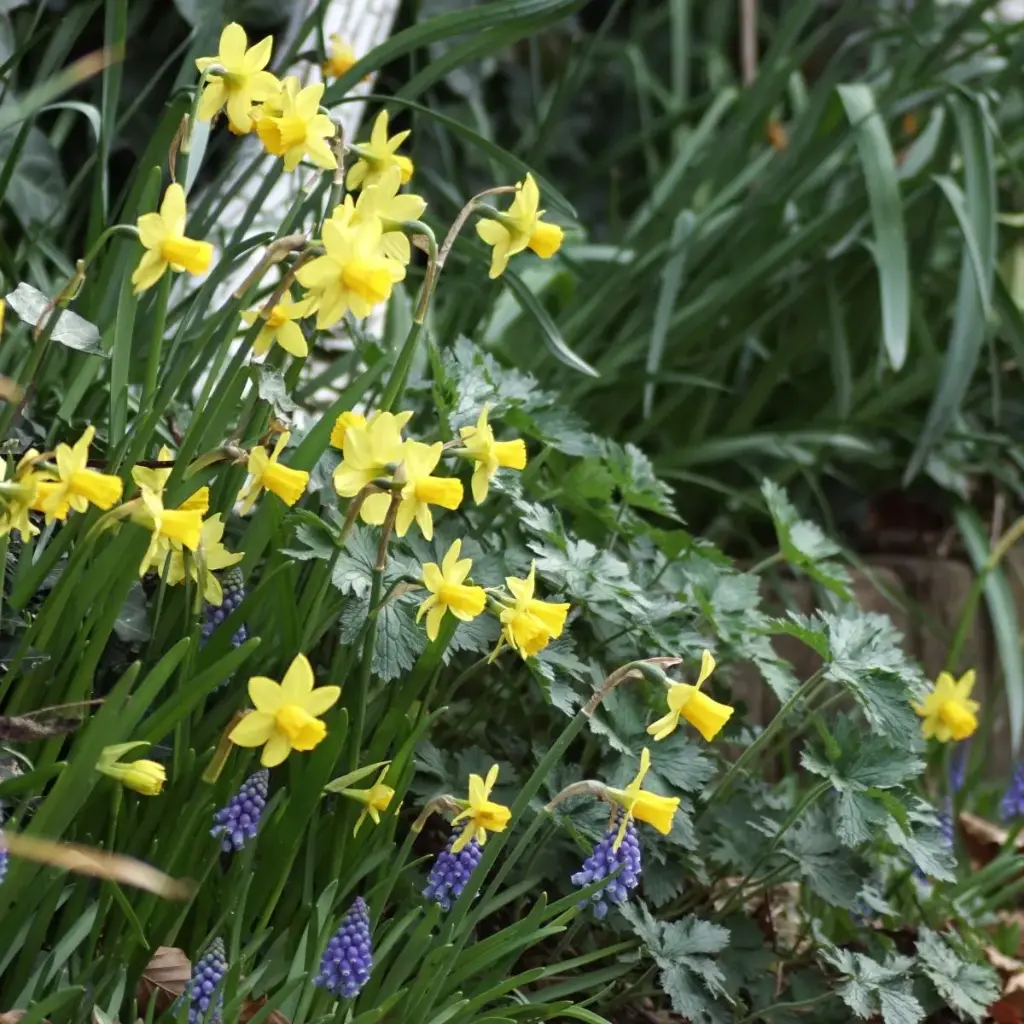 Narcissus Tete-a-Tete - BIO