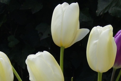 [A1057-7] Tulipa Catharina - BIO (7 lökar)