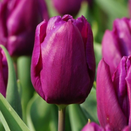 [A1088-7] Tulipa Purple Prince - BIO (7 lökar)
