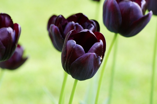 [A1079-7] Tulipa Queen of Night - BIO (7 lökar)