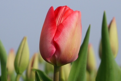 [A1004-7] Tulipa Van Eijk - BIO (7 lökar)