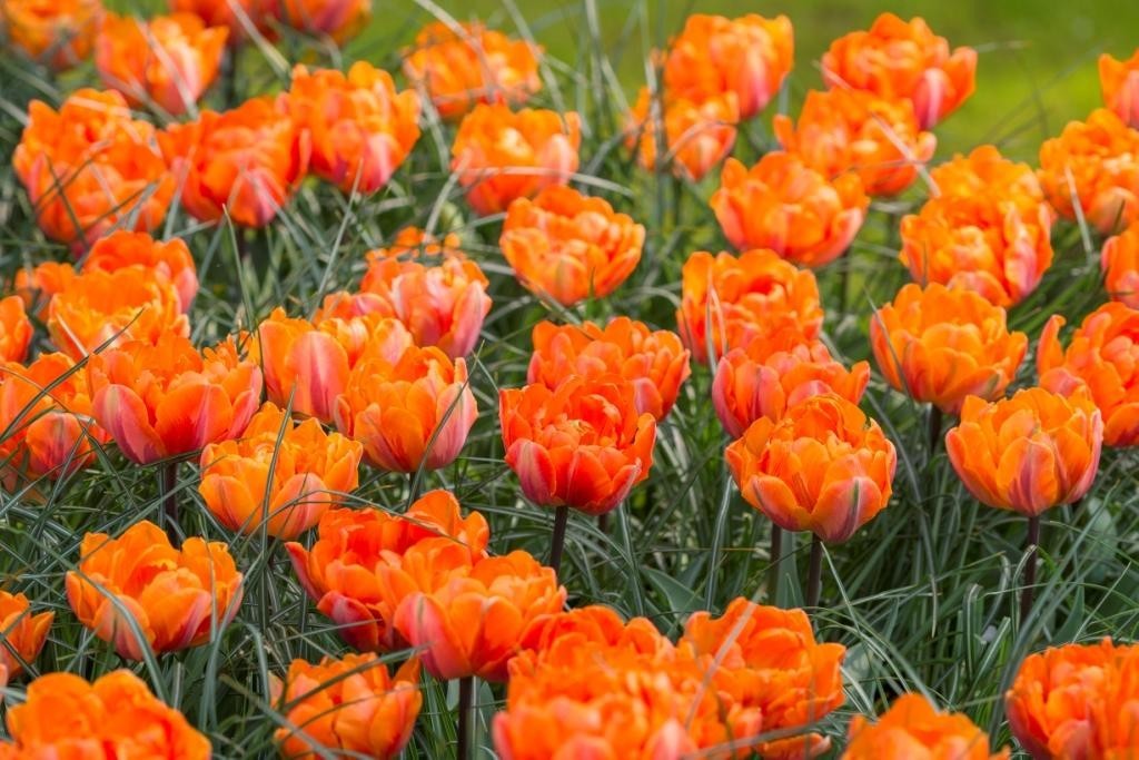 Tulipa Orange Princess - BIO