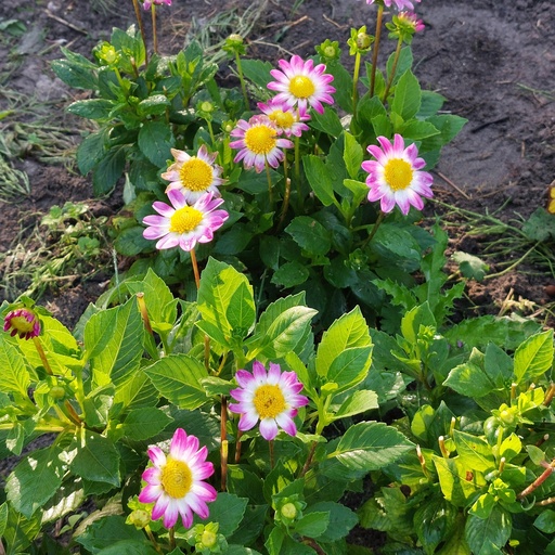 [B1033-1] Dahlia Sweetheart - BIO (1 lökar)