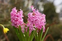 Hyacint Pink Pearl - BIO (kopie)