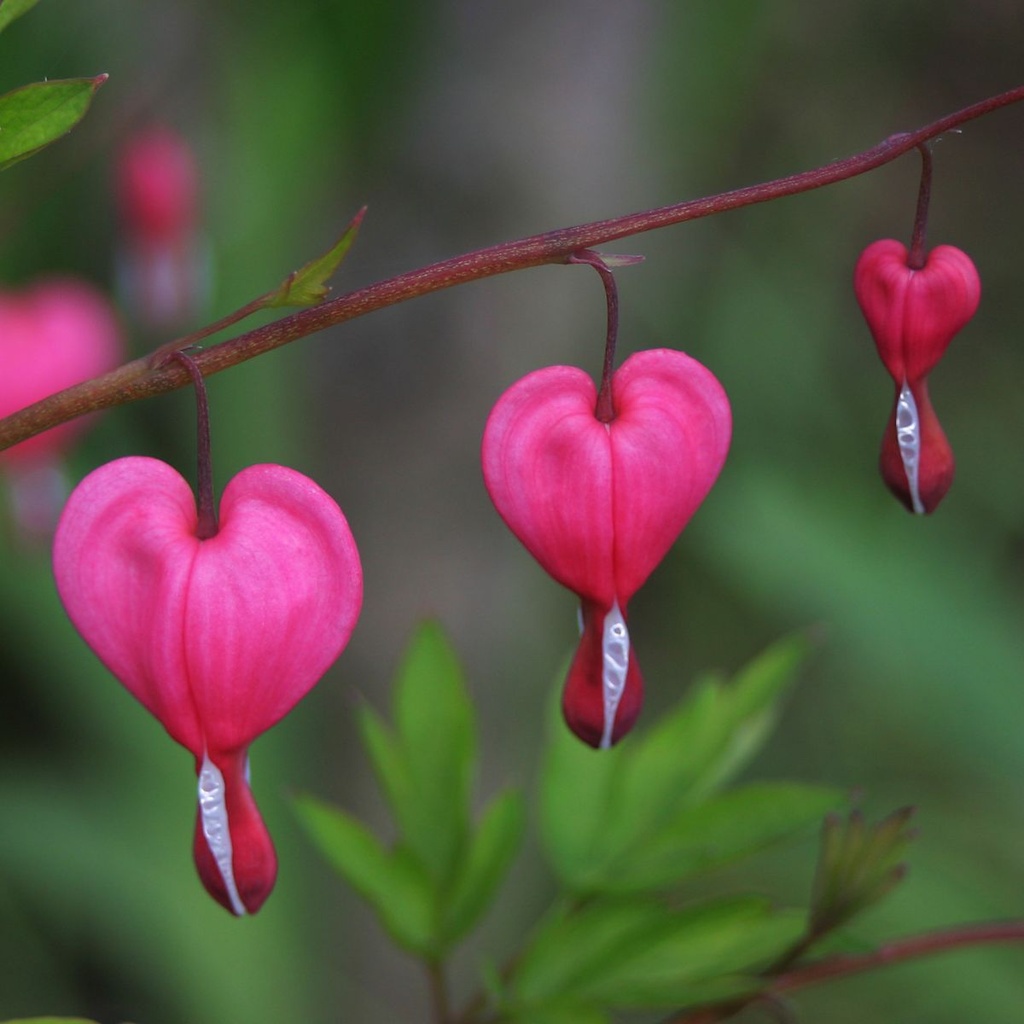 Löjtnantshjärta - Dicentra Spectabilis - BIO