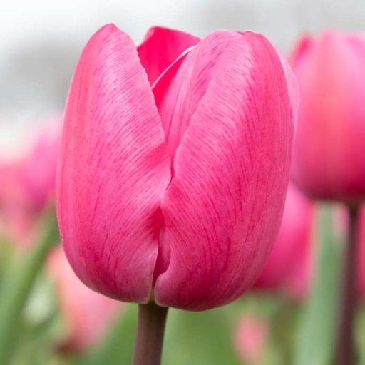 [A1130-7] Tulipa Tineke vd Meer - BIO (7 lökar)