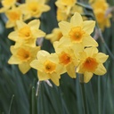 Narcissus Garden Opera - BIO
