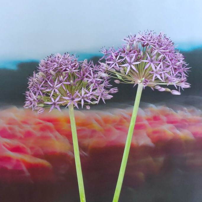 Allium Violet Beauty - BIO