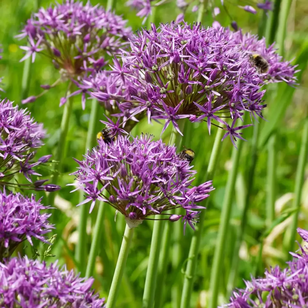 Allium Violet Beauty - BIO