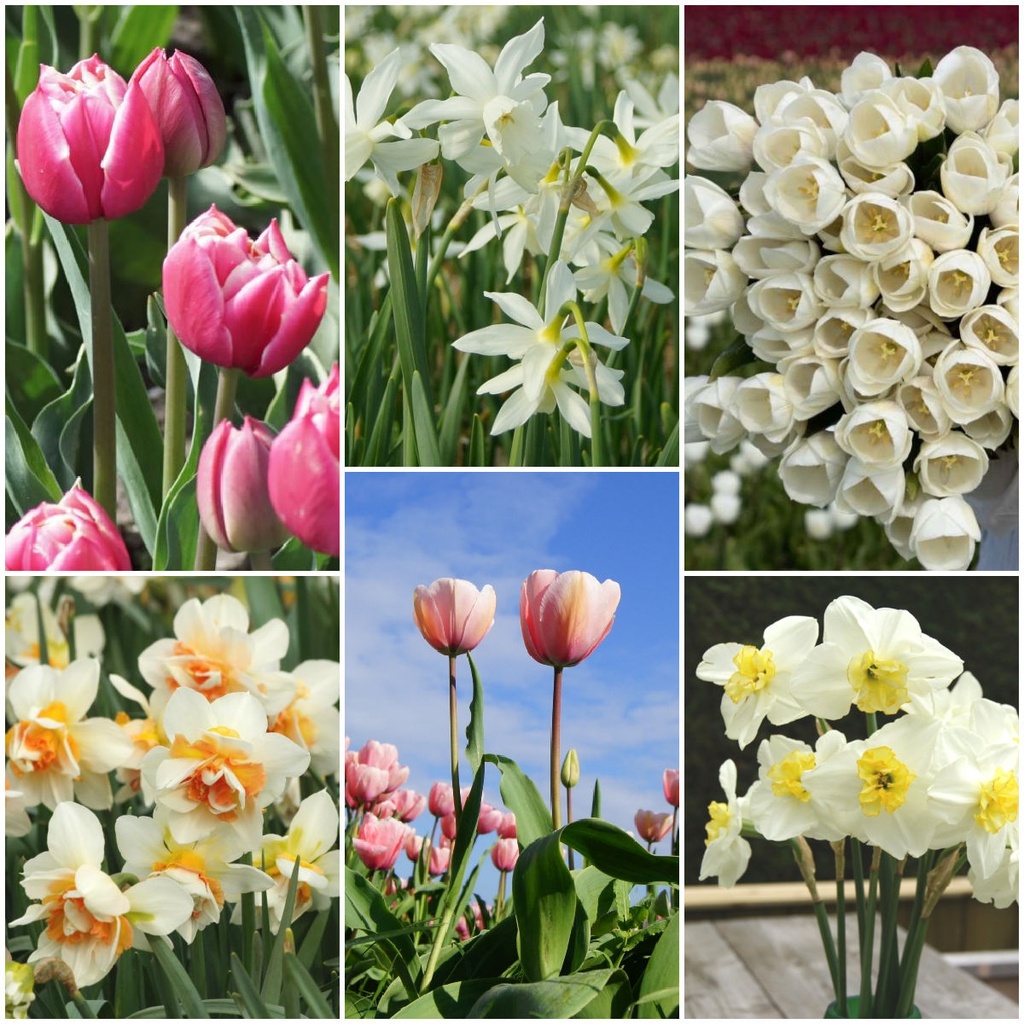 Snittblomsterträdgård - BIO