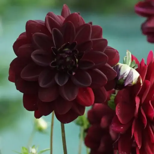 [B1047-1] Dahlia Arabian Night - BIO (1 lökar)