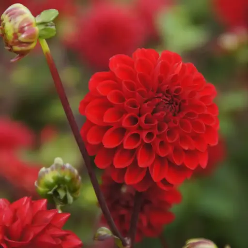 [B1052-1] Dahlia Viking - BIO (1 lökar)