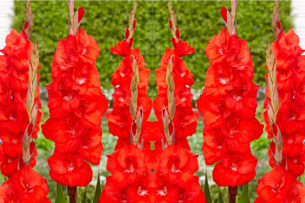 Gladiolus Bunga - BIO