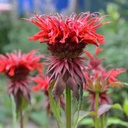 Temyntor - Monarda Fireball - BIO