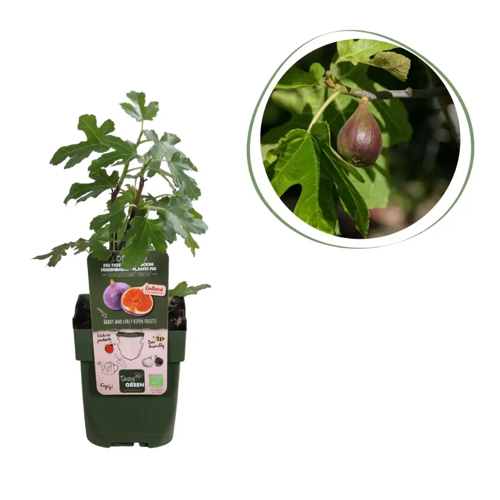 Fikonträd - BIO