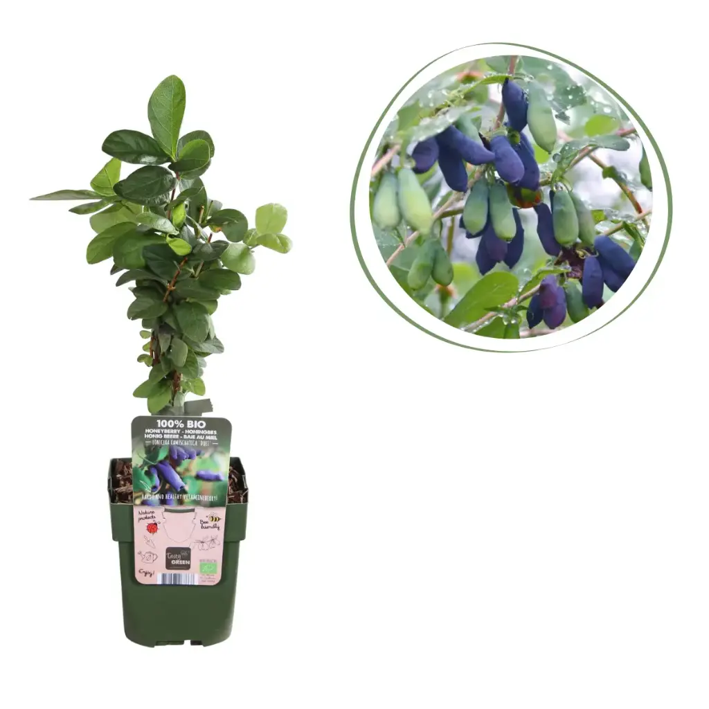 Kaprifol (Ätbara Honungsbär) - BIO