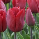 Tulipa Strong Love - BIO