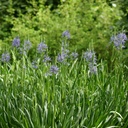 Blå Stjärnhyacint - Camassia Leichtlinii Caerulea - BIO