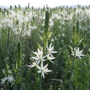 Vit Stjärnhyacint - Camassia Leichtlinii Sacajawea - BIO
