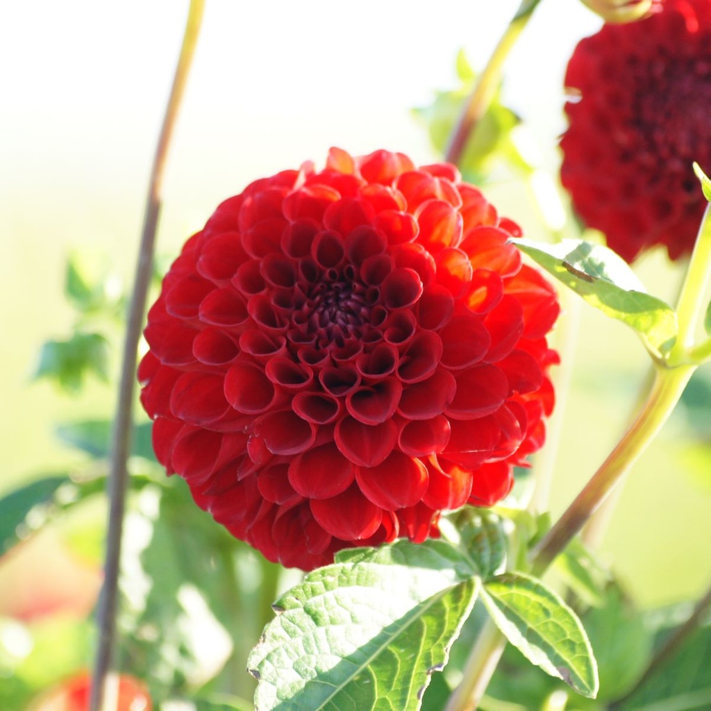 Dahlia Nescio  - BIO