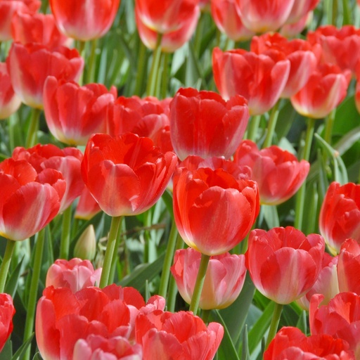 [A1143-7] Tulipa Judith Leyster - BIO (7 lökar)