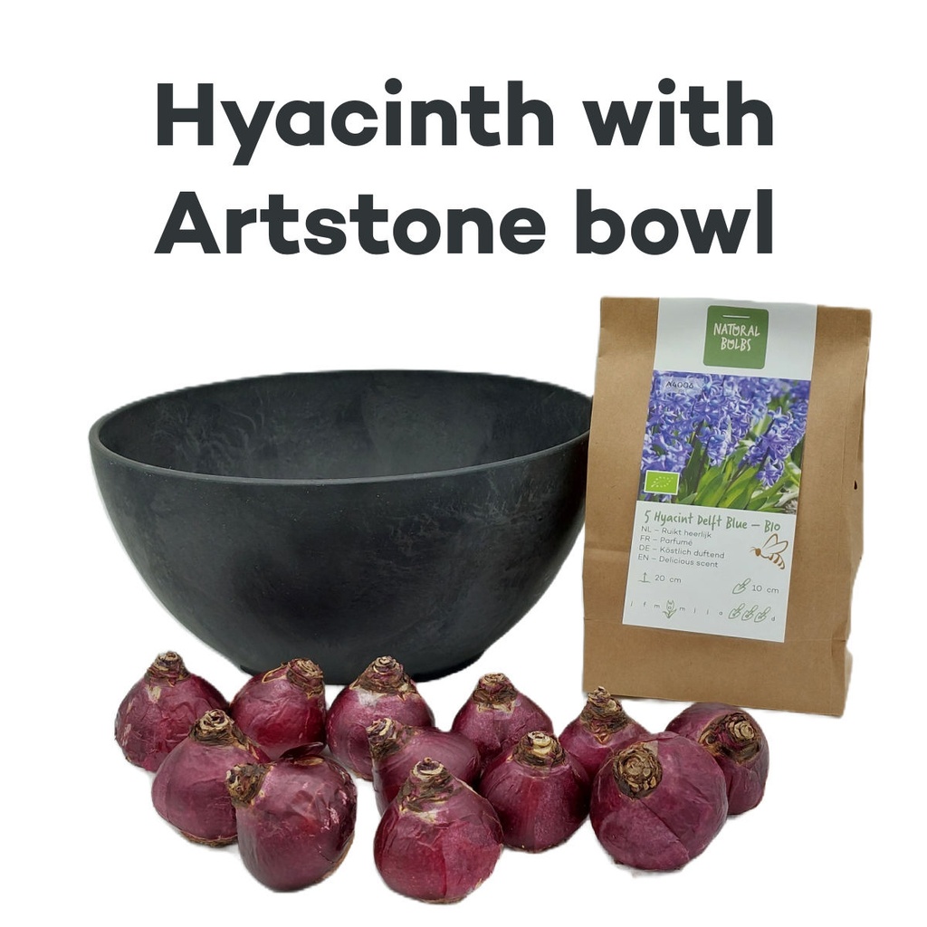 Hyacinth Delft Blue med Artstone-skål - BIO