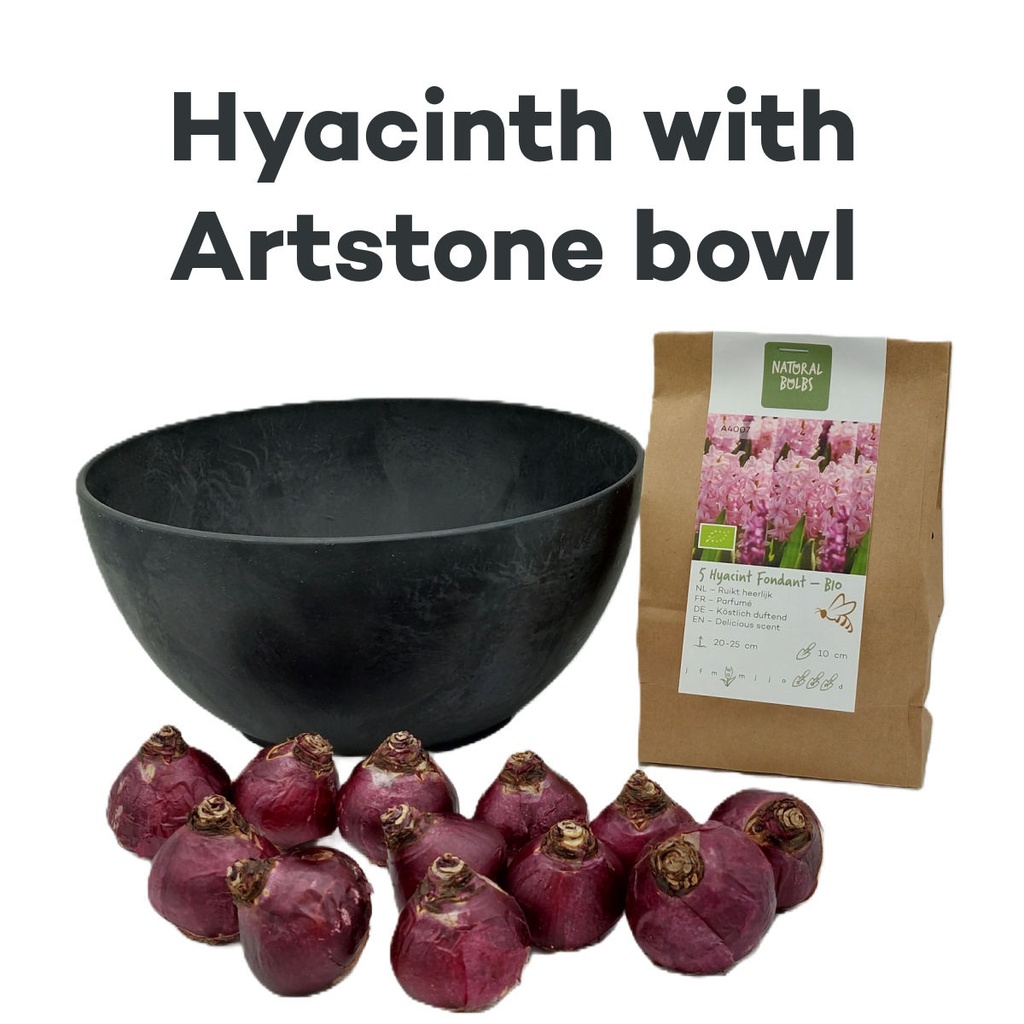Hyacint Fondant med Artstone-skål - BIO