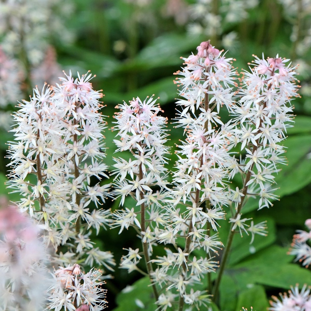 Tiarella Spring Symphony - BIO