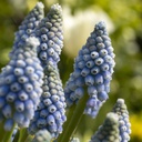 Pärlhyacint - Muscari Early Bird - BIO