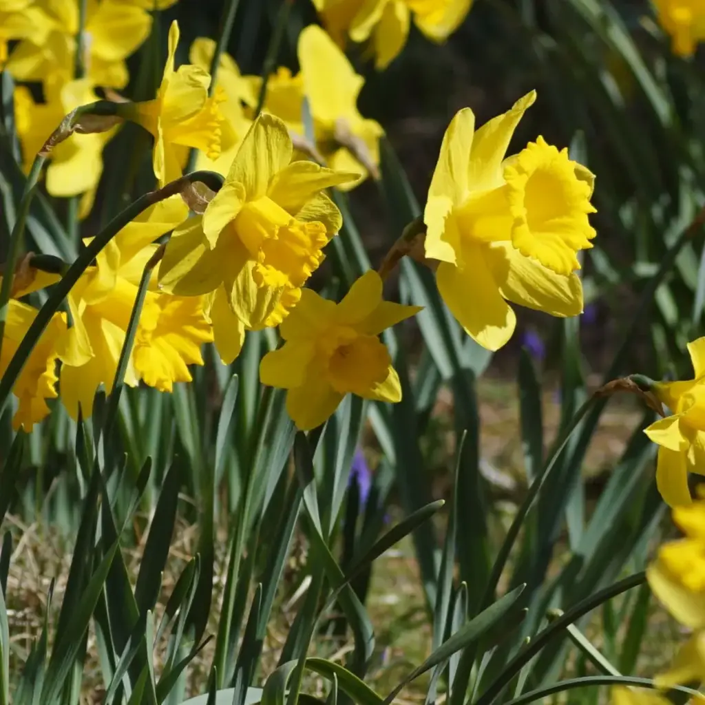 Narcissus Rijnveld's Early Sensation - BIO
