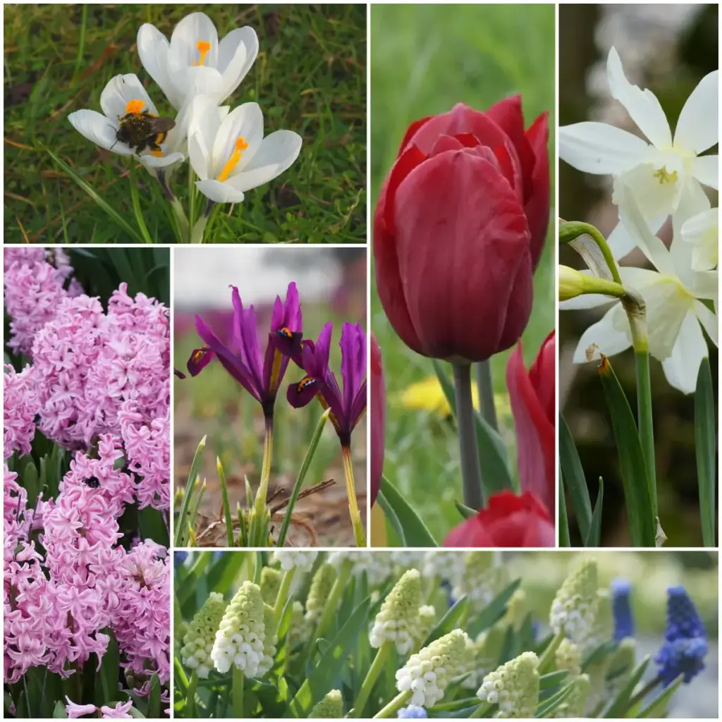 Lasagne vårblommor lila-rosa - BIO