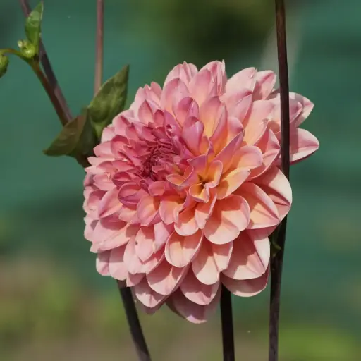 [B1065-1] Dahlia Phyllis Farmer - BIO (1 lökar)