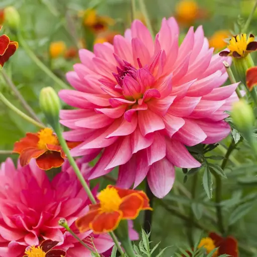 [B1065-1] Dahlia Phyllis Farmer - BIO (1 lökar)