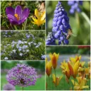 Pollineringspaket 50 st - BIO
