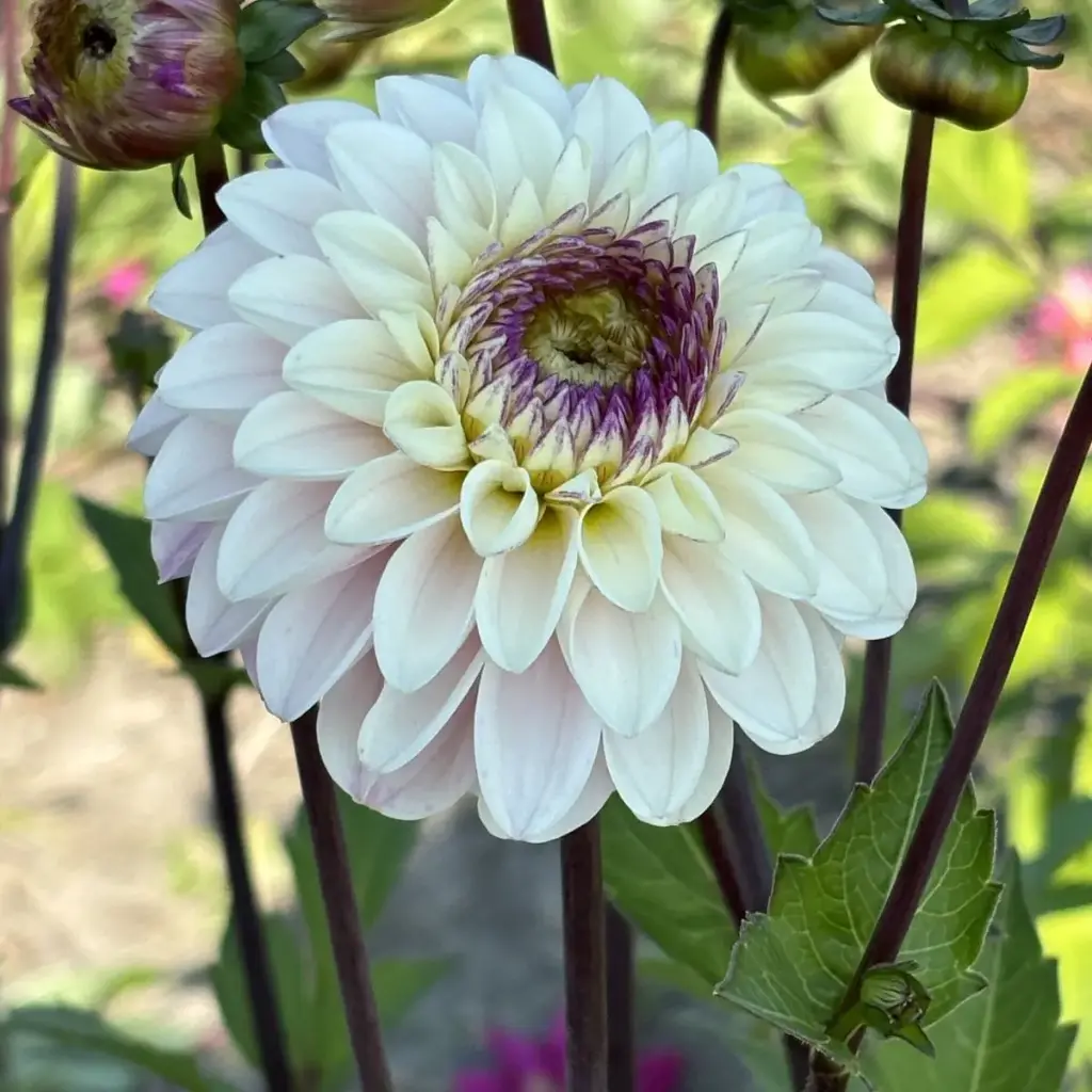 Dahlia Marieke Nolsen - BIO