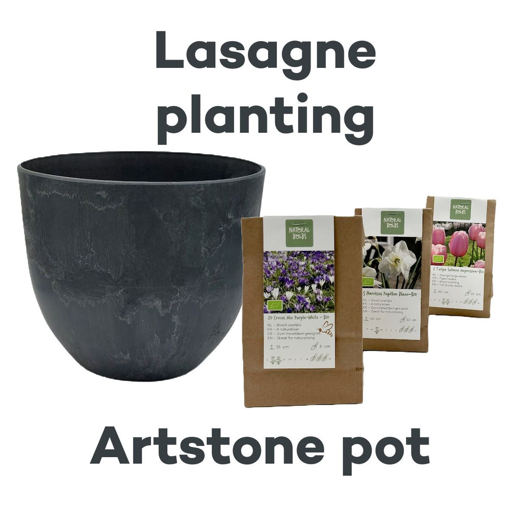 Bulb Lasagne with Artstone pot Grey- BIO