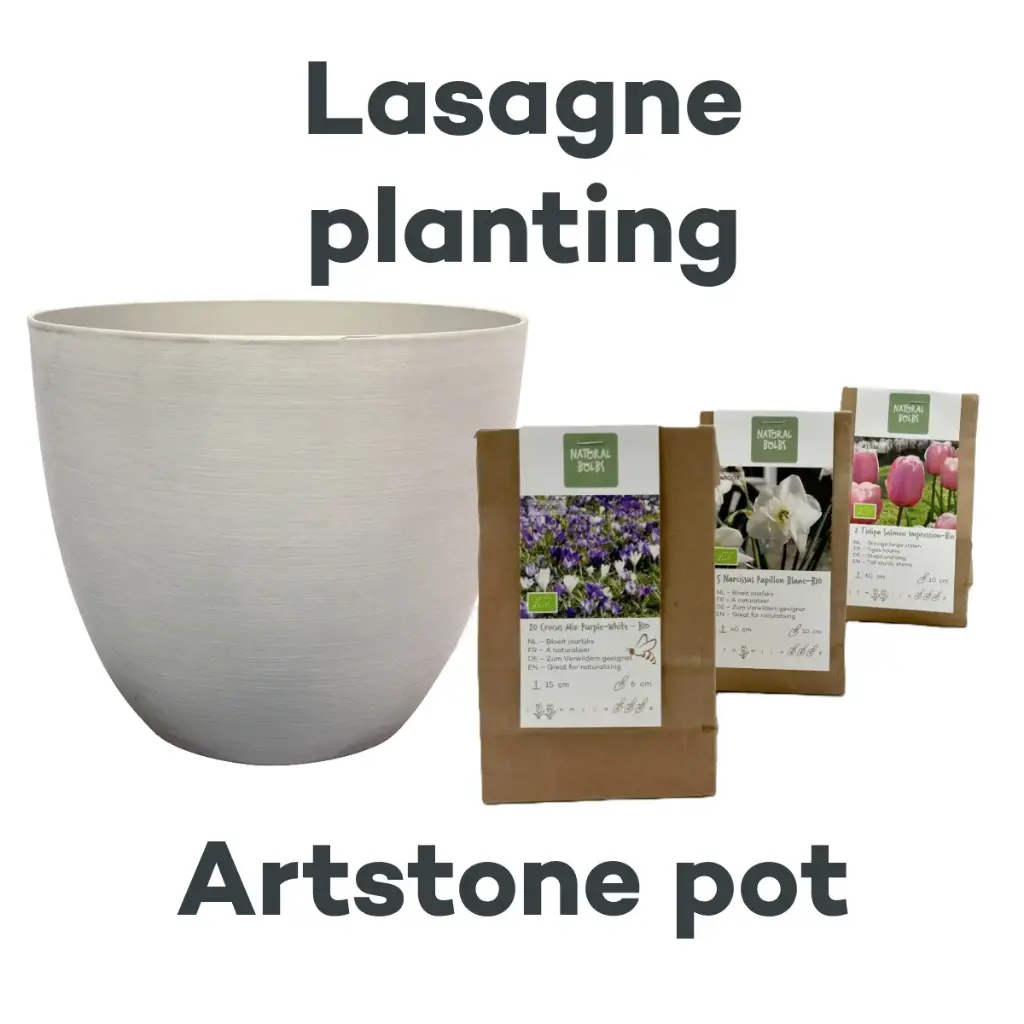 Bulb Lasagne with Artstone pot Cloudy - BIO